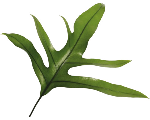 Blad van een plant
