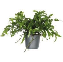 Potvaren met groen blad in een pot