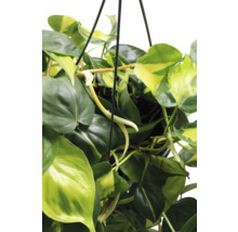 Hangplant met groene en gele bladeren in een pot