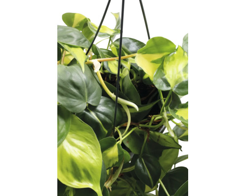 FLORASELF Hangplant Philodendron Scandens Brasil potmaat Ø 17 cm H 30 cm