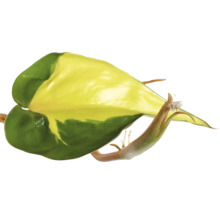 FLORASELF Hangplant Philodendron Scandens Brasil potmaat Ø 17 cm H 30 cm