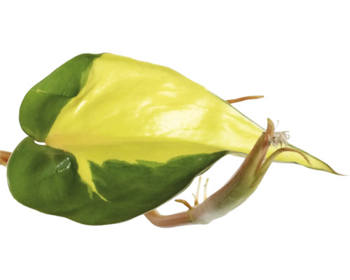 Blad van een Epipremnum aureum met geelgroene kleur