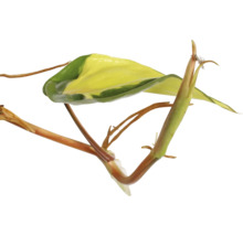 Plant met groen-gele bladeren en bruine stengels
