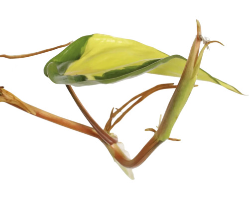 Plant met groen-gele bladeren en bruine stengels