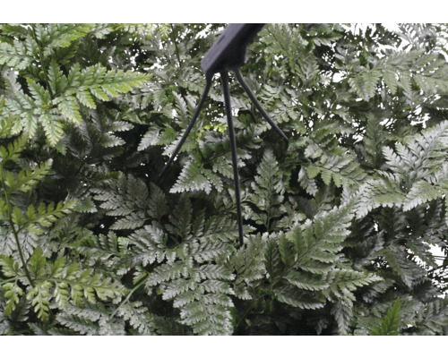 FLORASELF Hangplant Konijnepoot Varen Humata Tyermannii potmaat Ø 17 cm H 25 cm Close-up van een kunstmatige varen met ophanging