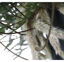 Close-up van varen en andere planten met decoratieve elementen