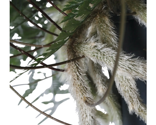 Close-up van varen en andere planten met decoratieve elementen