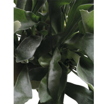 Detailopname van een hangende hertshoornvaren met groene bladeren.