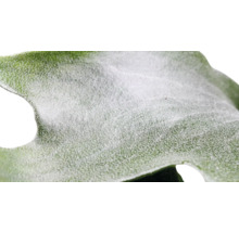 Close-up van een deel van een plantenblad
