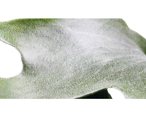 Close-up van een deel van een plantenblad