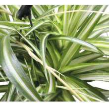 Close-up van een graslelie