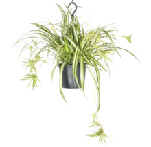 Hangplant graslelie in pot