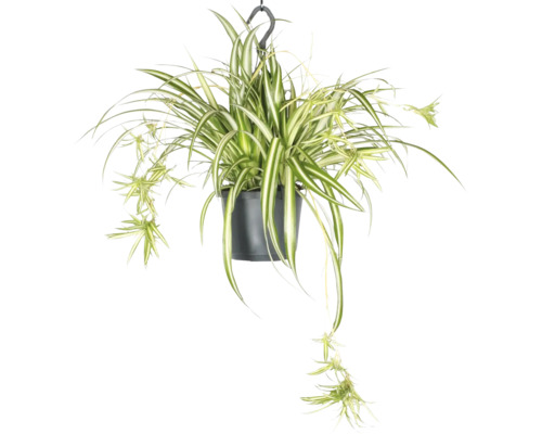 FLORASELF Hangplant Graslelie Chlorophytum Variegatum potmaat Ø 17 cm H 30 cm Hangplant graslelie in pot