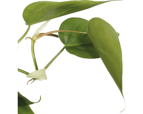 Hartbladige Philodendron met groene bladeren