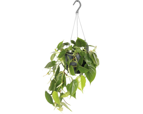 FLORASELF Hangplant Philodendron Scandens potmaat Ø 17 cm H 30 cm