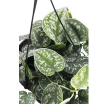 Hangplant met hartvormige bladeren
