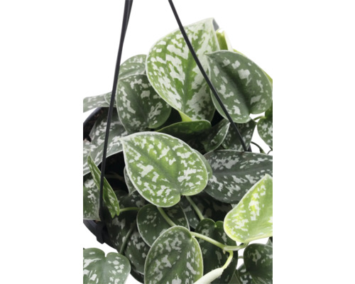 Hangplant met hartvormige bladeren