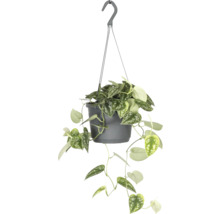 Hangplant in een pot met ophangsysteem