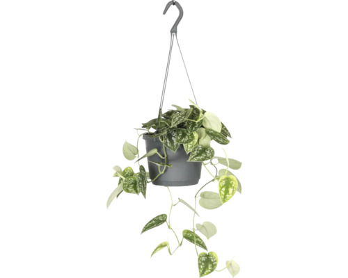 FLORASELF Hangplant Drakenklimop Scindapsus Pictus potmaat Ø 17 cm H 25 cm