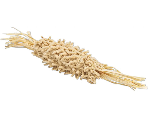 Gedroogde Lagurus plant