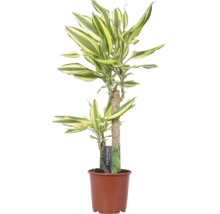 Drakenbloedboom in pot