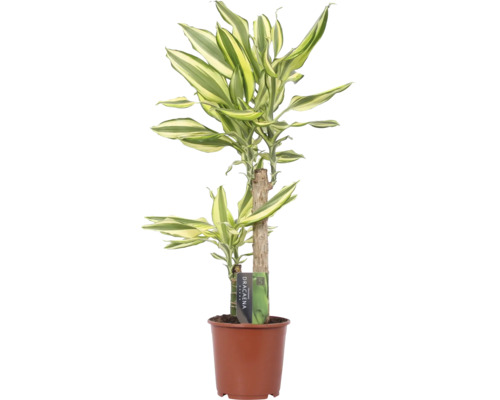 FLORASELF Drakenboom Dracaena Yellow Coast potmaat Ø 17 cm H 70-80 cm Drakenbloedboom in pot