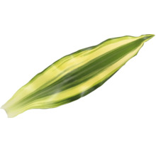 Enkel blad van een groene plant