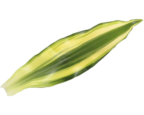 Enkel blad van een groene plant