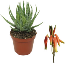 Aloë Vera plant in pot met bloem