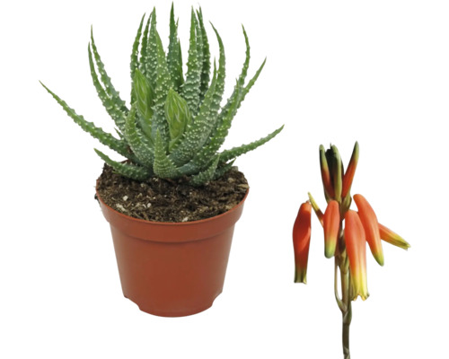 FLORASELF Olifantsoor Aloe humilis potmaat Ø 8,5 cm H 20 cm