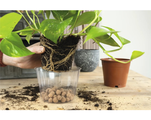 Het verpotten van een Epipremnum aureum in een transparante pot met kleikorrels