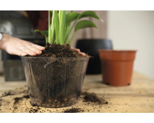 Een plant verpotten in een transparante plantenbak met aarde