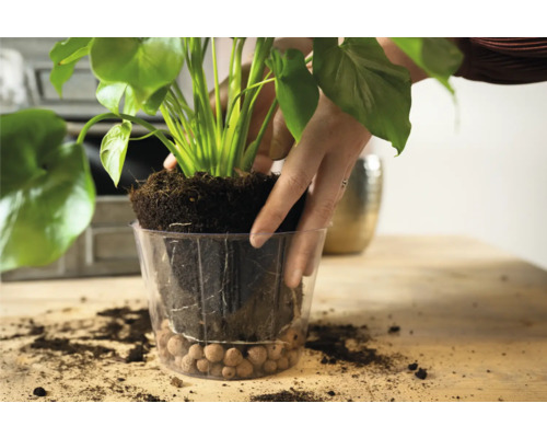 Een kamerplant planten in een transparante pot met hydrokorrels als drainage