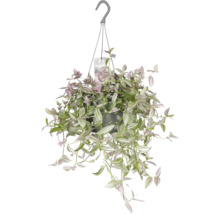 Hangplant met groene en paarse bladeren in een pot met hanger