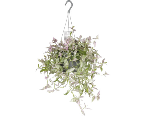 FLORASELF Hangplant Eendagsbloem Tradescantia Pink Hill potmaat Ø 17 cm H 40 cm Hangplant met groene en paarse bladeren in een pot met hanger