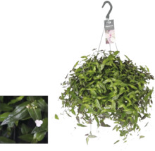 Hangplant met groene bladeren