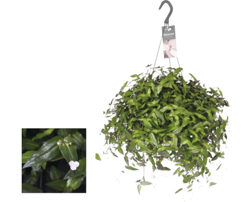 FLORASELF Hangplant Eendagsbloem Tradescantia Multi potmaat Ø 17 cm H 40 cm Hangplant met groene bladeren