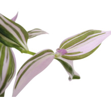 Tradescantia kamerplant met gestreepte bladeren.