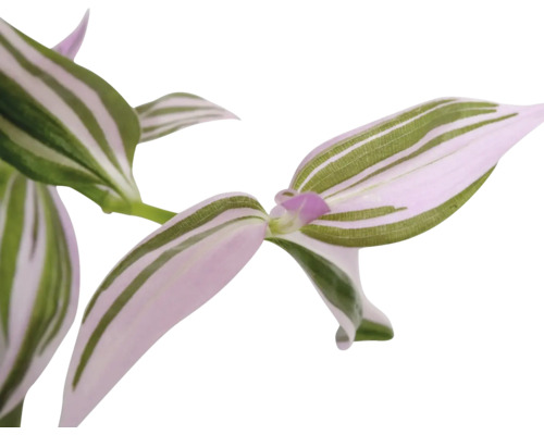 Tradescantia kamerplant met gestreepte bladeren.