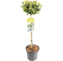 Buxus in pot, als vormsnoei