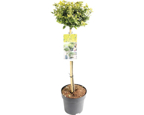 Buxus in pot, als vormsnoei