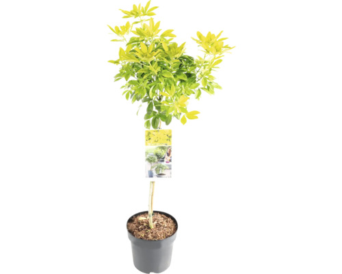 Potvormige struik met groene en gele bladeren in een grijze pot