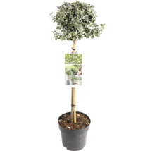 Op de afbeelding is een kardinaalsmuts in een pot te zien.