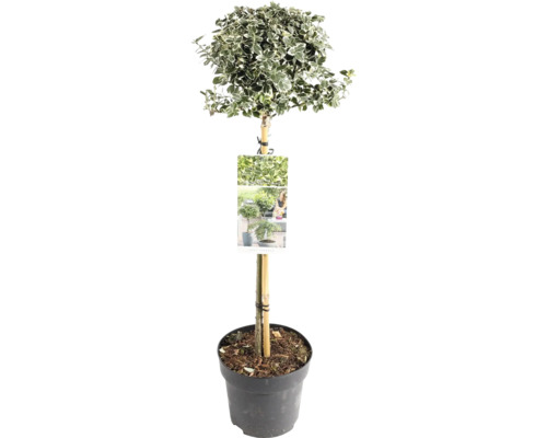 Op de afbeelding is een kardinaalsmuts in een pot te zien.