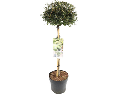 Groenblijvende liguster als bolboom in pot