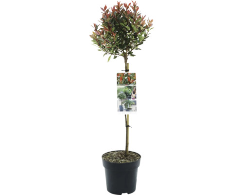 Photinia fraseri Chico in pot