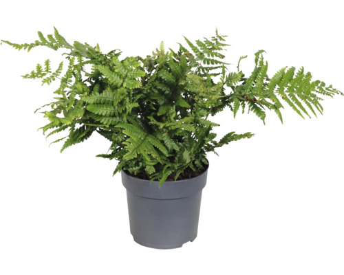 Groene eikenvaren in pot voor binnen