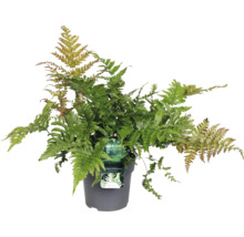 Groene kamer varen in een pot