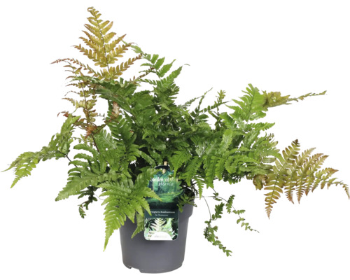 FLORASELF Mannetjesvaren Dryopteris 'Koidzumiana' potmaat Ø 19 cm H 15-20 cm