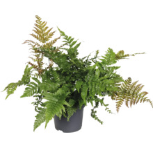 Groene varen in een pot